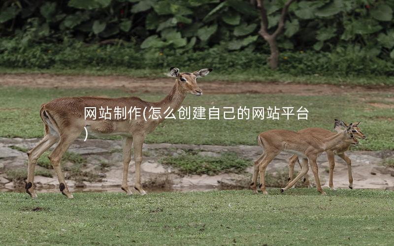网站制作(怎么创建自己的网站平台)